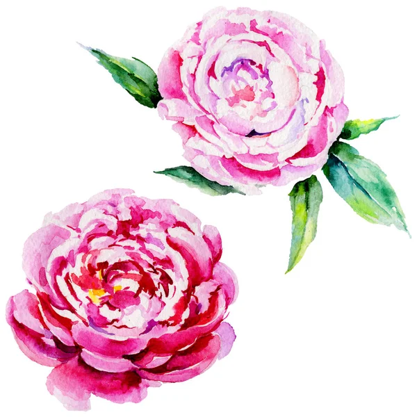 Kır çiçeği Şakayık çiçeği izole bir suluboya tarzında.