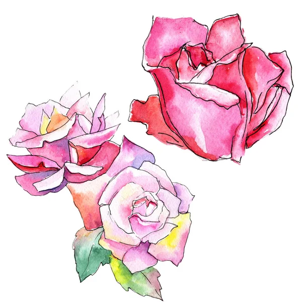 Wildflower rose flower in a watercolor style isolated. — Stock Photo, Image