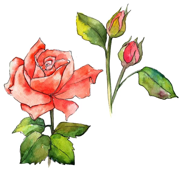 Kır çiçeği gül çiçek izole bir suluboya tarzında.