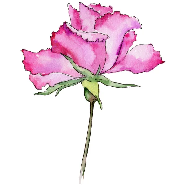 Kır çiçeği gül çiçek izole bir suluboya tarzında.