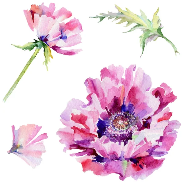 Kır çiçeği haşhaş çiçek izole bir suluboya tarzında.