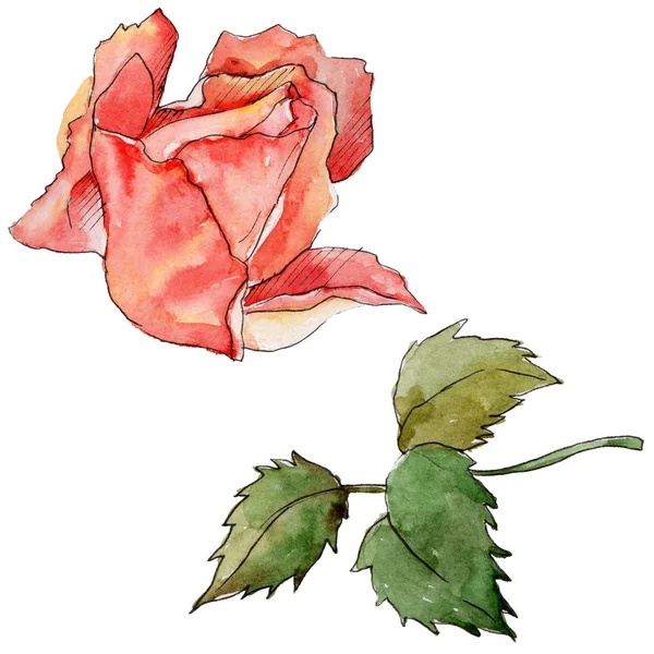 Kır çiçeği gül çiçek izole bir suluboya tarzında.