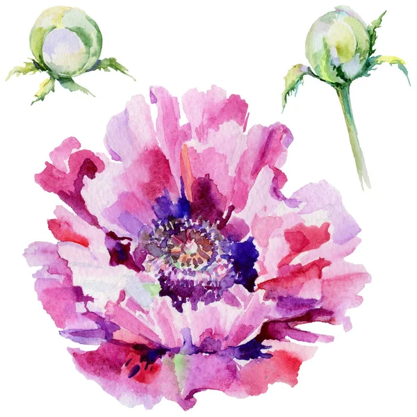 Wildflower poppy bloem in een aquarel stijl geïsoleerd. — Stockfoto