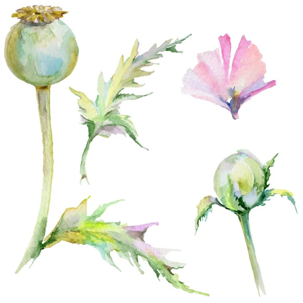 Kır çiçeği haşhaş çiçek izole bir suluboya tarzında.