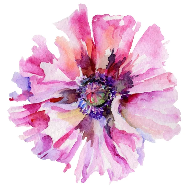 Wildflower vallmo blomma i akvarell stil isolerade. — Stockfoto