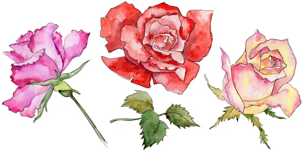 Kır çiçeği gül çiçek izole bir suluboya tarzında.