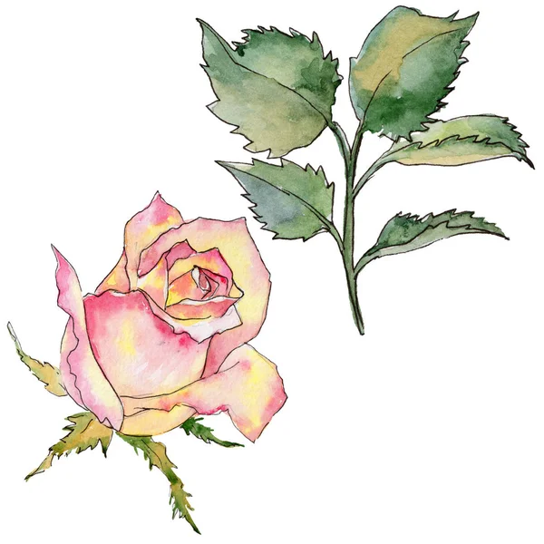 Kır çiçeği gül çiçek izole bir suluboya tarzında.