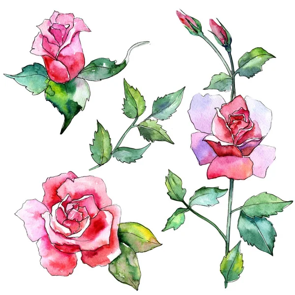 Wildflower rose flower in a watercolor style isolated. — Stock Photo, Image