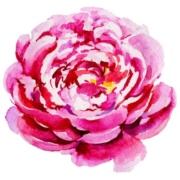 Wildflower peony flower in a watercolor style isolated.