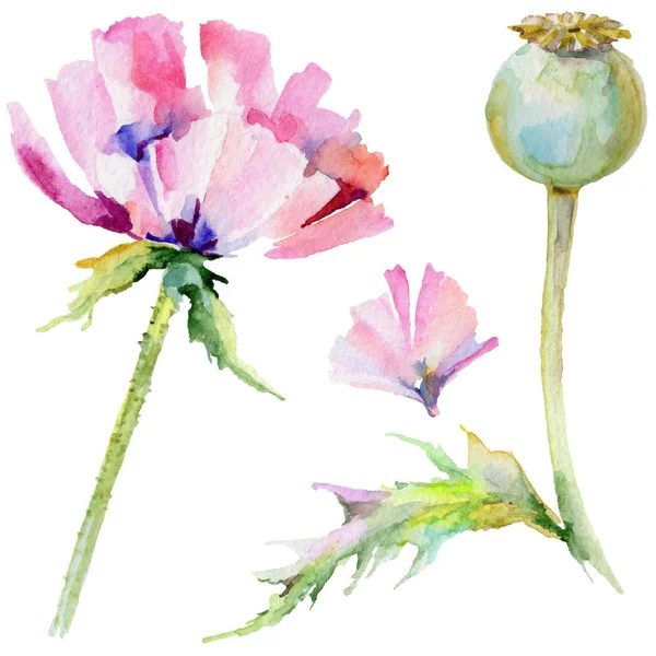 Kır çiçeği haşhaş çiçek izole bir suluboya tarzında.