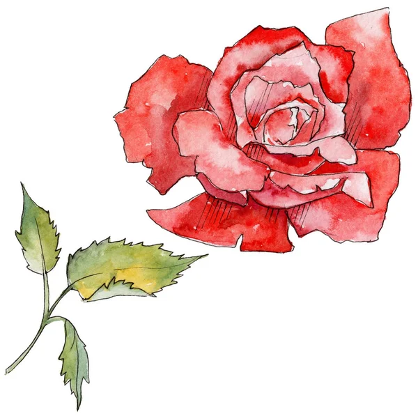 Wildflower rose flower in a watercolor style isolated. — Stock Photo, Image