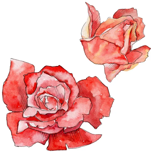 Kır çiçeği gül çiçek izole bir suluboya tarzında.