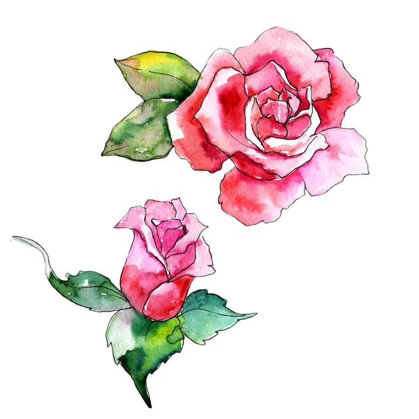 Kır çiçeği gül çiçek izole bir suluboya tarzında.