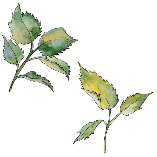 Kır çiçeği gül çiçek izole bir suluboya tarzında.