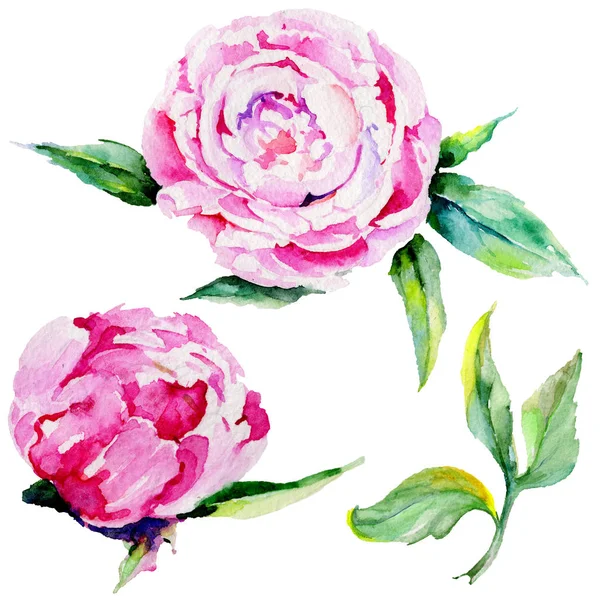 Wildflower peony flower in a watercolor style isolated. — Stock Photo, Image