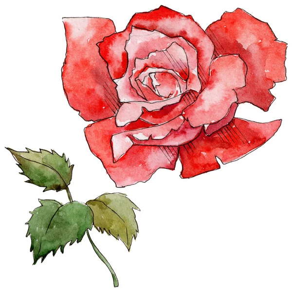 Kır çiçeği gül çiçek izole bir suluboya tarzında.