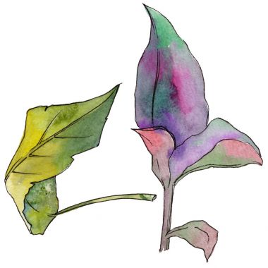 Tropikal Hawaii izole bir suluboya tarzında bırakır.