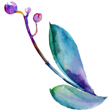 Kır çiçeği orkide çiçek izole bir suluboya tarzında.