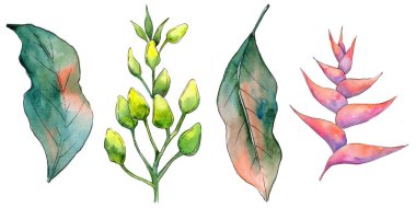 Bir suluboya tarzında izole tropikal Hawaii bitki.