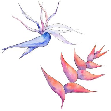 Tropikal Hawaii izole bir suluboya tarzında bırakır.