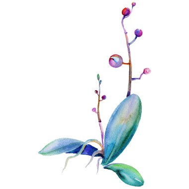 Kır çiçeği orkide çiçek izole bir suluboya tarzında.