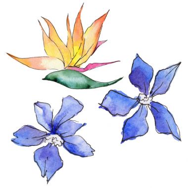 Bir suluboya tarzında izole tropikal Hawaii bitki.