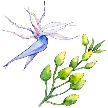 Tropikal Hawaii izole bir suluboya tarzında bırakır.