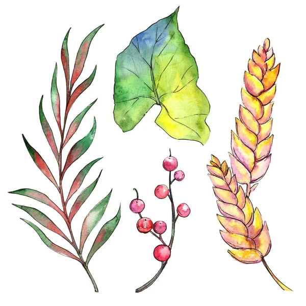 Bir suluboya tarzında izole tropikal bitki.