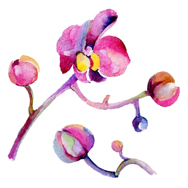Wildflower Orchidea kwiat w stylu przypominającym akwarele na białym tle. — Zdjęcie stockowe