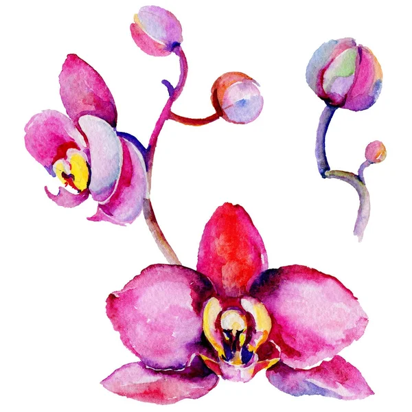 Kır çiçeği orkide çiçek izole bir suluboya tarzında.