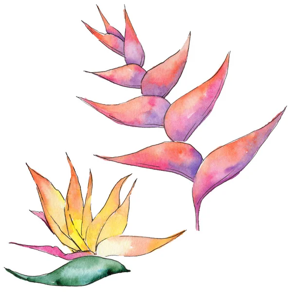 Bir suluboya tarzında izole tropikal Hawaii bitki.