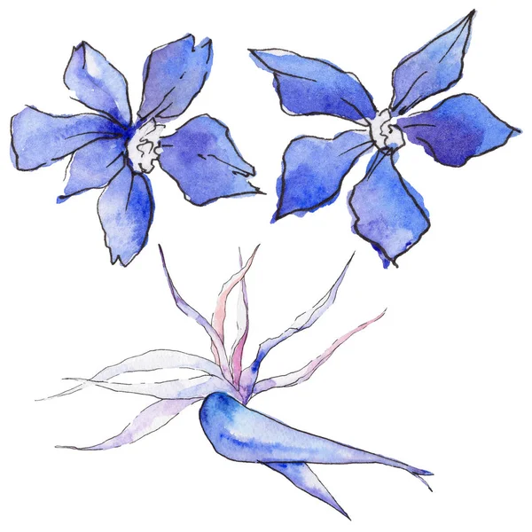 Bir suluboya tarzında izole tropikal Hawaii bitki.