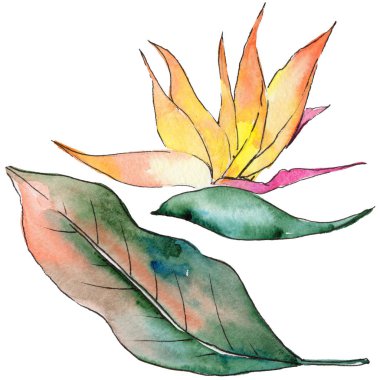 Bir suluboya tarzında izole tropikal Hawaii bitki.