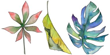 Tropikal Hawaii izole bir suluboya tarzında bırakır.