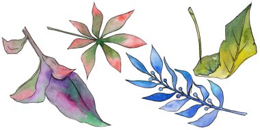 Tropikal Hawaii izole bir suluboya tarzında bırakır.