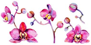 Kır çiçeği orkide çiçek izole bir suluboya tarzında.