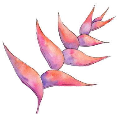 Tropikal Hawaii izole bir suluboya tarzında bırakır.