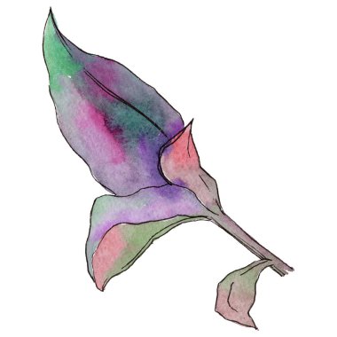 Tropikal Hawaii izole bir suluboya tarzında bırakır.