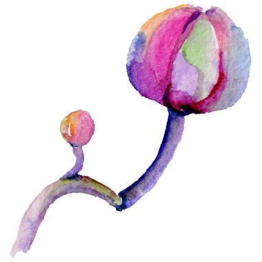 Kır çiçeği orkide çiçek izole bir suluboya tarzında.