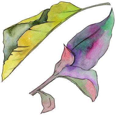 Tropikal Hawaii izole bir suluboya tarzında bırakır.