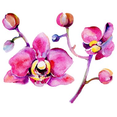 Kır çiçeği orkide çiçek izole bir suluboya tarzında.