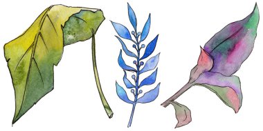 Tropikal Hawaii izole bir suluboya tarzında bırakır.