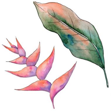 Tropikal Hawaii izole bir suluboya tarzında bırakır.