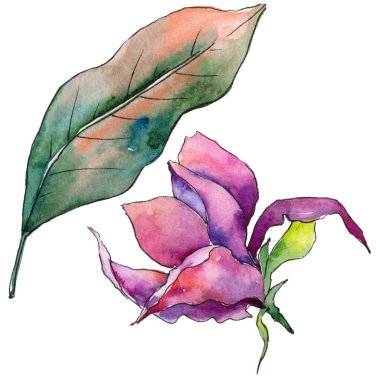 Bir suluboya tarzında izole tropikal Hawaii bitki.