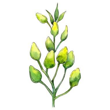 Tropikal Hawaii izole bir suluboya tarzında bırakır.