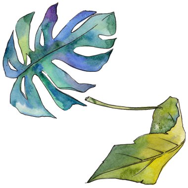 Tropikal Hawaii izole bir suluboya tarzında bırakır.