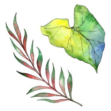 Bir suluboya tarzında izole tropikal bitki.