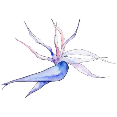 Tropikal Hawaii izole bir suluboya tarzında bırakır.