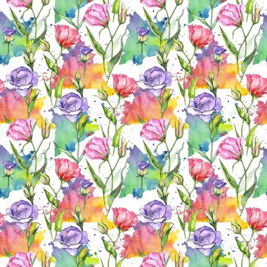 Kır çiçeği eustoma çiçek izole bir suluboya tarzında.