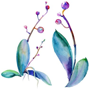 Kır çiçeği orkide çiçek izole bir suluboya tarzında.